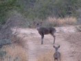 /album/fotogaleria/venado-ocotillal-jpg/